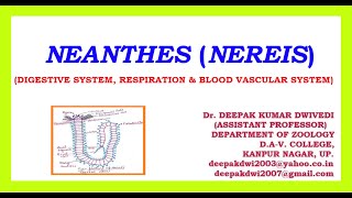 NEANTHES NEREIS  DIGESTIVE SYSTEM RESPIRATION amp BLOOD VASCULAR SYSTEM [upl. by Noivaz603]