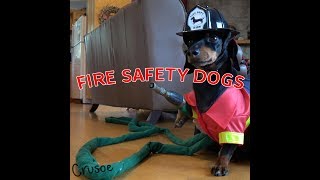 Crusoe amp Oakley Dachshund Fire Safety Dogs [upl. by Boot737]