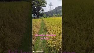 ✨Jai Jawan jai kisan jai hind ✨shorts  ytshorts Hema Bindu are live 🌾🌾🌾🌾 [upl. by Julide]