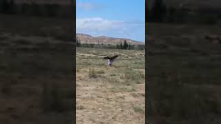 Shocking Eagle Attacks on Humans You Wont Believe [upl. by Assenad512]