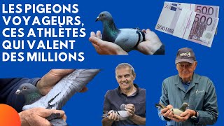 Les pigeons voyageurs ces athlètes qui valent des millions [upl. by Annay]