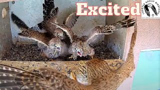 Excited Kestrel Nestlings Reacts Joyfully To Mothers Surprise Lizard Lunch Offer [upl. by Beatty683]