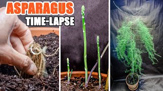 Growing Asparagus Plant From Bare Root Time Lapse 65 Days [upl. by Rior]