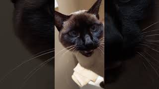 Siamese Cat Meows siamese catmeows [upl. by Yram]