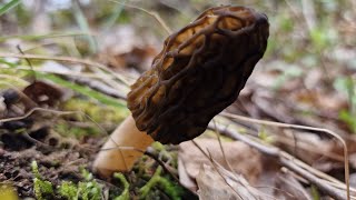 Premières Morilles de lannée  290324 [upl. by Ynehpets]