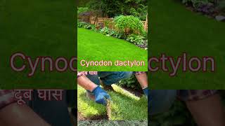 Dub Ghas Cynodon dactylonnature दूब घास hedge [upl. by Joscelin394]