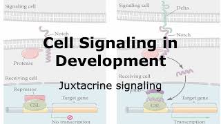 Juxtacrine Signaling and Development [upl. by Scharaga]