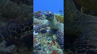 A Hawksbill Turtle Eating shorts [upl. by Regor]