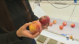 Goleta Lab Develops Spray Coating To Extend Life Of Fruit [upl. by Eeliah926]