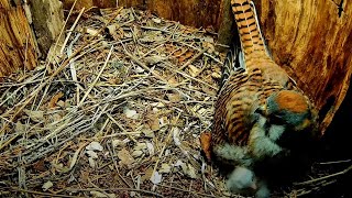 Kestrel Nestling Pokes Heads Out From Under Brooding Female – May 20 2024 [upl. by Hinch]