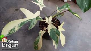 PHILODENDRON FLORIDA BEAUTY VARIEGATA CANTIK [upl. by Einiffit]