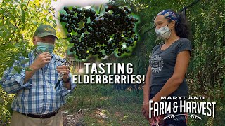 Growing and Tasting Elderberries  Maryland Farm amp Harvest [upl. by Wilinski]