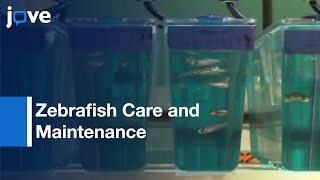 Zebrafish Care and Maintenance in the Laboratory [upl. by Dahlia242]