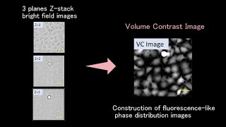 Cell proliferation and Apoptosis assay of HeLa live cell high content analysis using volume contrast [upl. by Alyda300]