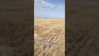 Cultivo de Camelina una opción muy interesante por sus rendimientos [upl. by Ordnagela]