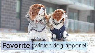 Favorite Dog Winter Apparel  Coats amp Boots  Herky Milton Cavalier King Charles puppy [upl. by Nelia]