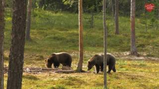 Brunbjörn  björnspaning i Lofsdalen [upl. by Evars15]