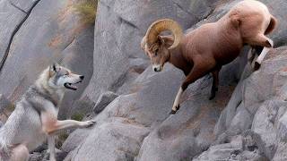 This Mountain Beast Is WolfProof Bighorn Sheep  The Mountain King Fighting At Deaths Edge [upl. by Maure244]