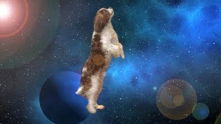 Apollo The Dog Travels Through Space amp Time  Shooting Stars Meme [upl. by Alisander]