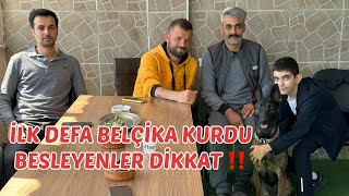 BELÇİKA KURDUNUN ÇOCUKLARLA ARASI NASIL ⁉️ Puppymalinoistr eyüpdoğan malinois köpek eydog [upl. by Xuaeb]