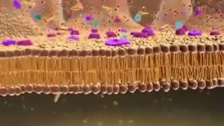 CellularBiology  • • INTESTINAL ABSORPTION •  Membrane  Transport • [upl. by December679]