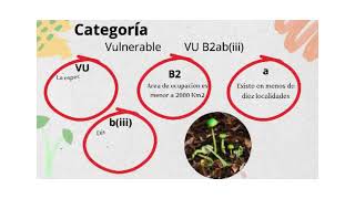 Categoría de conservación para Entoloma necopinatum [upl. by Auliffe]