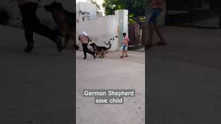 German Shepherd save child short dog germanshepherd viralvideo trending doglover dogs [upl. by Leiram]