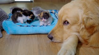 My Golden Retriever Protects Newborn Kittens Like They’re His Own [upl. by Herby]