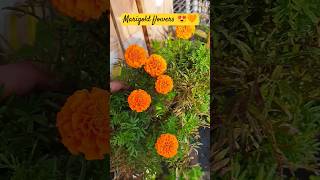 Marigold flowers 🧡😍 gardening marigold flowers youtubeshorts shorts [upl. by Allerym366]