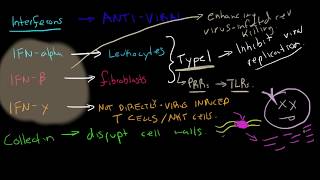 Immunology  Interferons [upl. by Erreid]