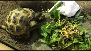 What Pebble the Horsefield tortoise eats in a day 🐢 [upl. by Edee]