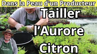 Comment Tailler et Nettoyer l’Aurore Citron quotArtemisia Abrotanum Colaquot [upl. by Assirrec]