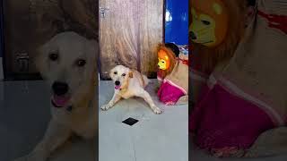 मेरा डॉग शेर से डर गया😭funnydogs shorts [upl. by Afihtan]