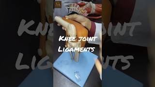 LIGAMENTS OF KNEE JOINT  Lower limb Anatomy anatomy brainanatomy humanbody neet mbbs biology [upl. by Estell]