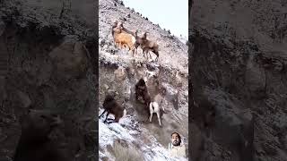 Markhor trying to climb animals climbingmountains nature markhoor ytshorts [upl. by Coray27]