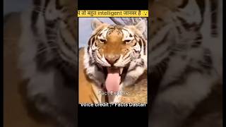 Tiger kill kids pig  tiger vs pigs animalfacts shorts viralshort shortfeed [upl. by Jedd]