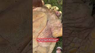 Sumdog turtle seaturtlerescue travel turtlerescue turtlesavelife seaturtles turtlevillage [upl. by Junius]