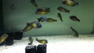 Tropheus red rainbow quotkatalambaquot [upl. by Banebrudge939]