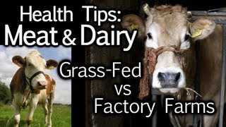 Meat amp Dairy Health Tips Grass Fed vs Factory Farming Animal Cruelty Nutrition  The Truth Talks [upl. by Tnecillim]