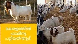 Boer Goat കേരളത്തിന് പറ്റിയ ആട് പെട്ടെന്ന് വലുതാവുന്ന ആടുകളെ പരിചയപ്പെടാം [upl. by Leiso]