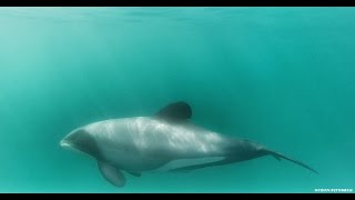 One of the Worlds Smallest Dolphins The Hectors [upl. by Norling]