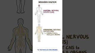 Clinical Cuts Anatomy and physiology of the nervous system [upl. by Adlen25]