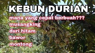 KEBUN DURIAN  Mana yang Lebih Cepat Berbuah Duri hitam musangking Montong atau bawor [upl. by Tnerb]