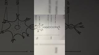 Neuron diagram  how to draw neuron  shorts [upl. by Aicila739]