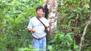 Huito  Whito Fruit Genipa americana  in Peruvian Rain Forest near Paucarina Lodge [upl. by Rasecoiluj]