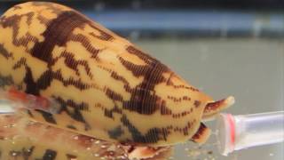 Killer Cone Snails [upl. by Clapp]