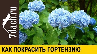 👩‍🌾 Как изменить окраску цветов гортензии крупнолистной чем как и когда  7 дач [upl. by Tamberg]