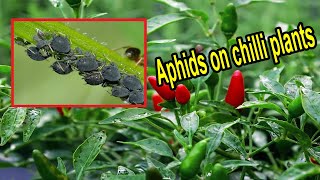 How to get rid of aphids on chilli plants – Remove aphids from chilli plants  Aphid control chilli [upl. by Orestes]