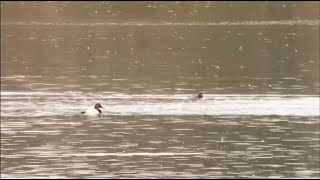 Canvasback Abberton Reservoir Essex 121123 [upl. by Aibara]