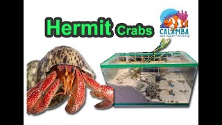 Ang Aking Hermit crab Tank My Hermit Crab tank [upl. by Leeann]